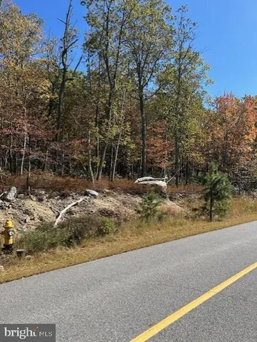 a view of backyard and tree