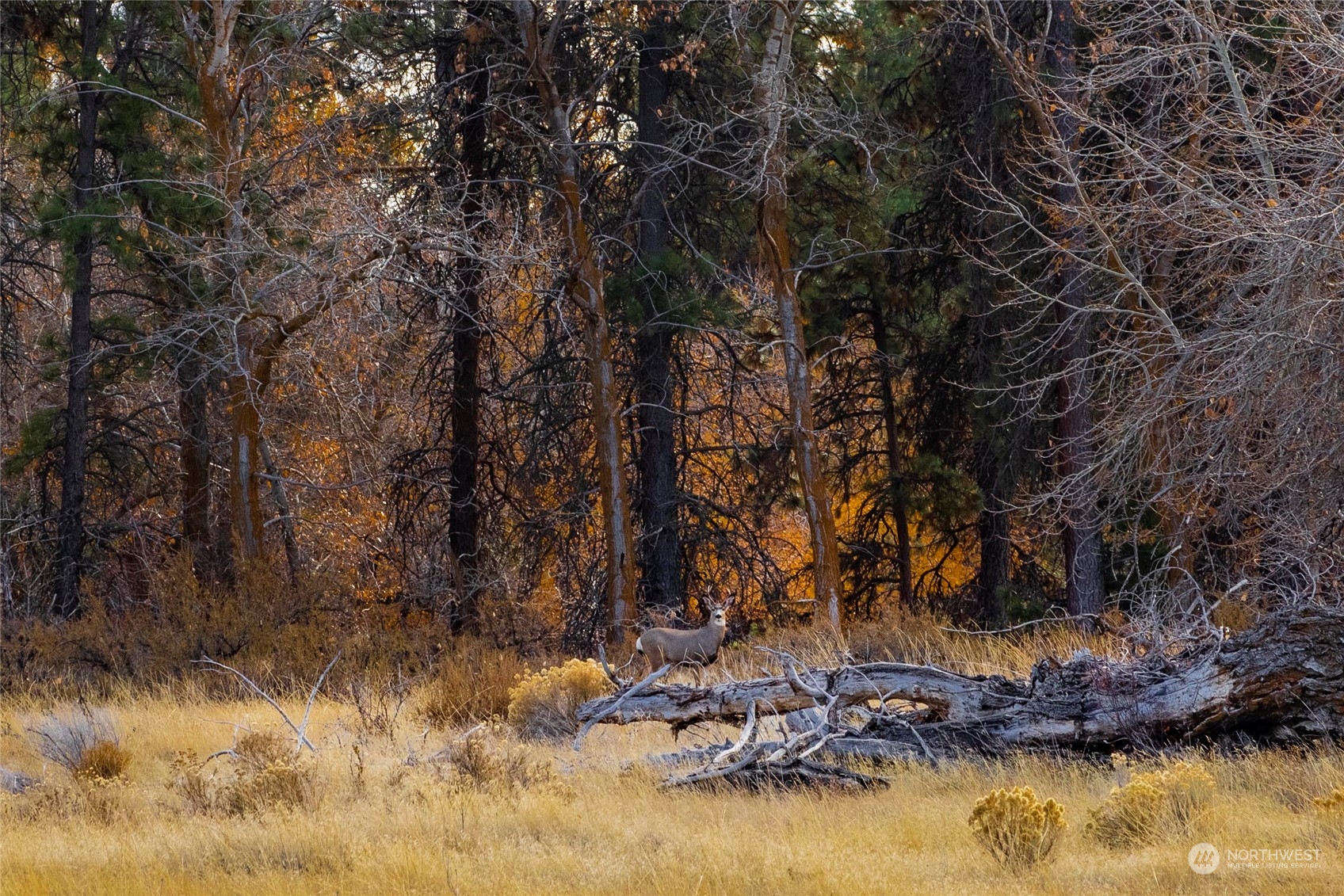 1250 Dudley Road, Unit E Thorp, WA 98946 - Photo 19 of 19 a view of swimming pool with a yard