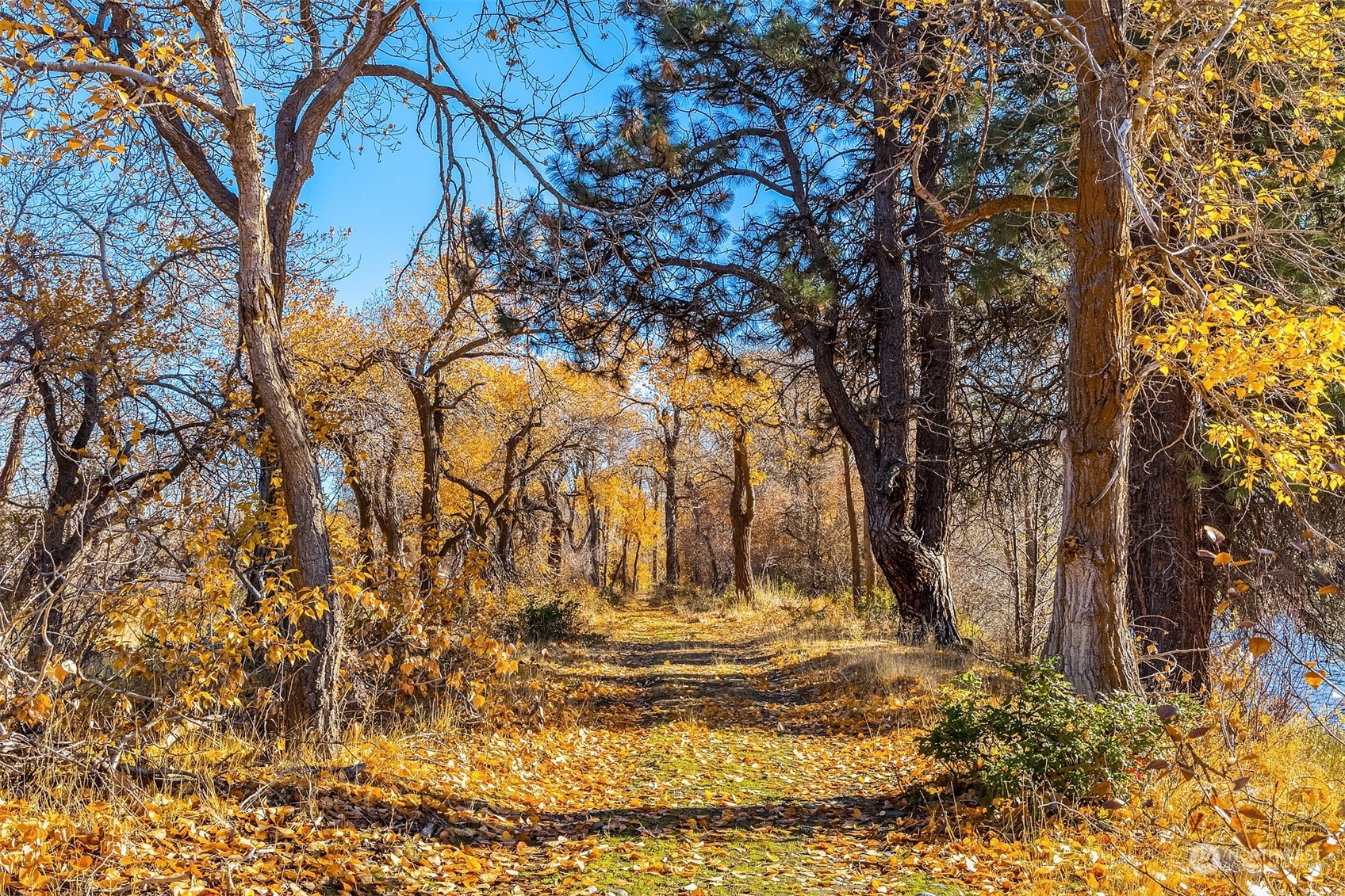 1250 Dudley Road, Unit E Thorp, WA 98946 - Photo 7 of 19 a view of yard