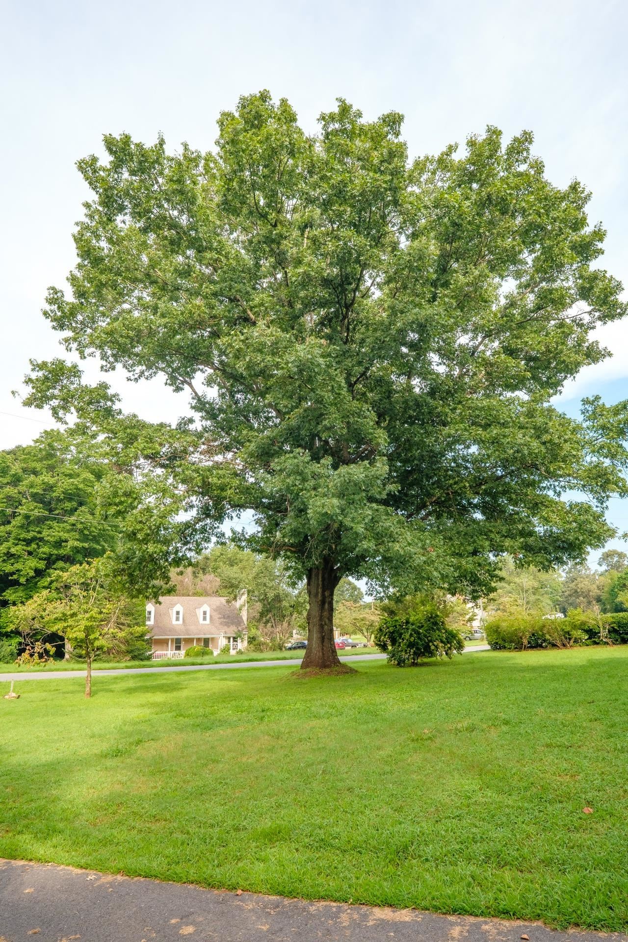 50 Valley Road Ruckersville, VA 22968 - Photo 39 of 39 a view of outdoor space with green field and trees