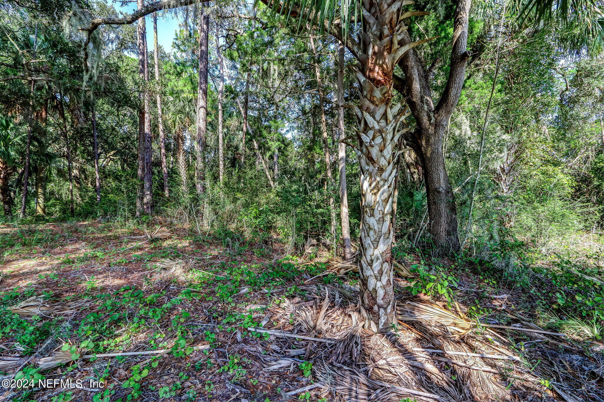 557 Shell Ridge Lane Ponte Vedra, FL 32081 - Photo 7 of 17 a backyard of a house with lots of green space