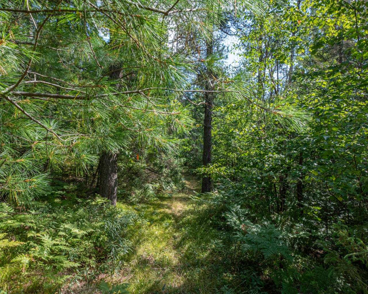 1604 East Bass Lake Road Eagle River, WI 54521 - Photo 35 of 50 Gallery Image 35