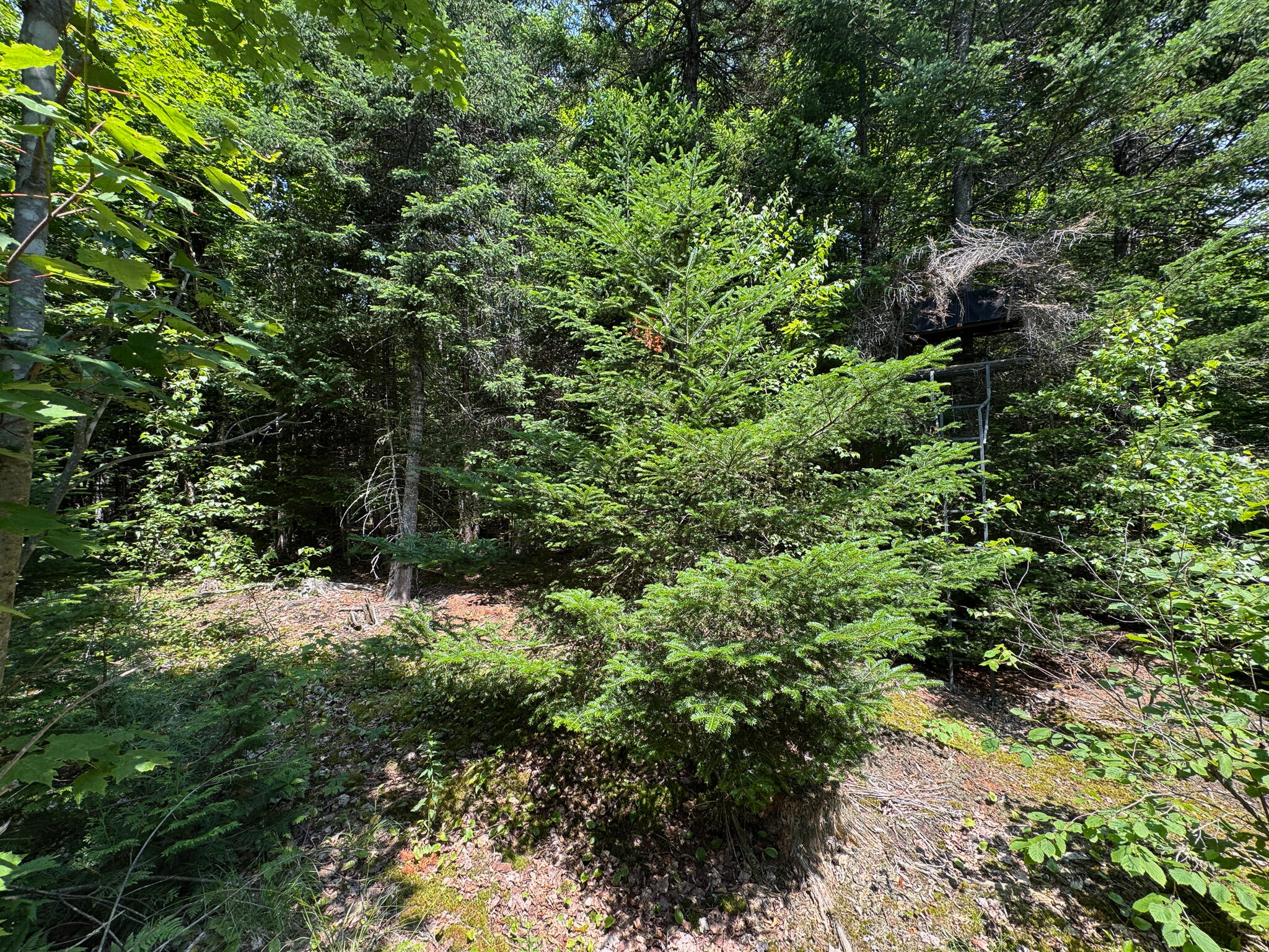 M11-l11 Sheepskin Road Carroll Plt, ME 04487 - Photo 17 of 47 15
