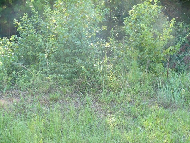 0 Old Columbus Road Opelika, AL 36804 - Photo 2 of 3 Gallery Image 2