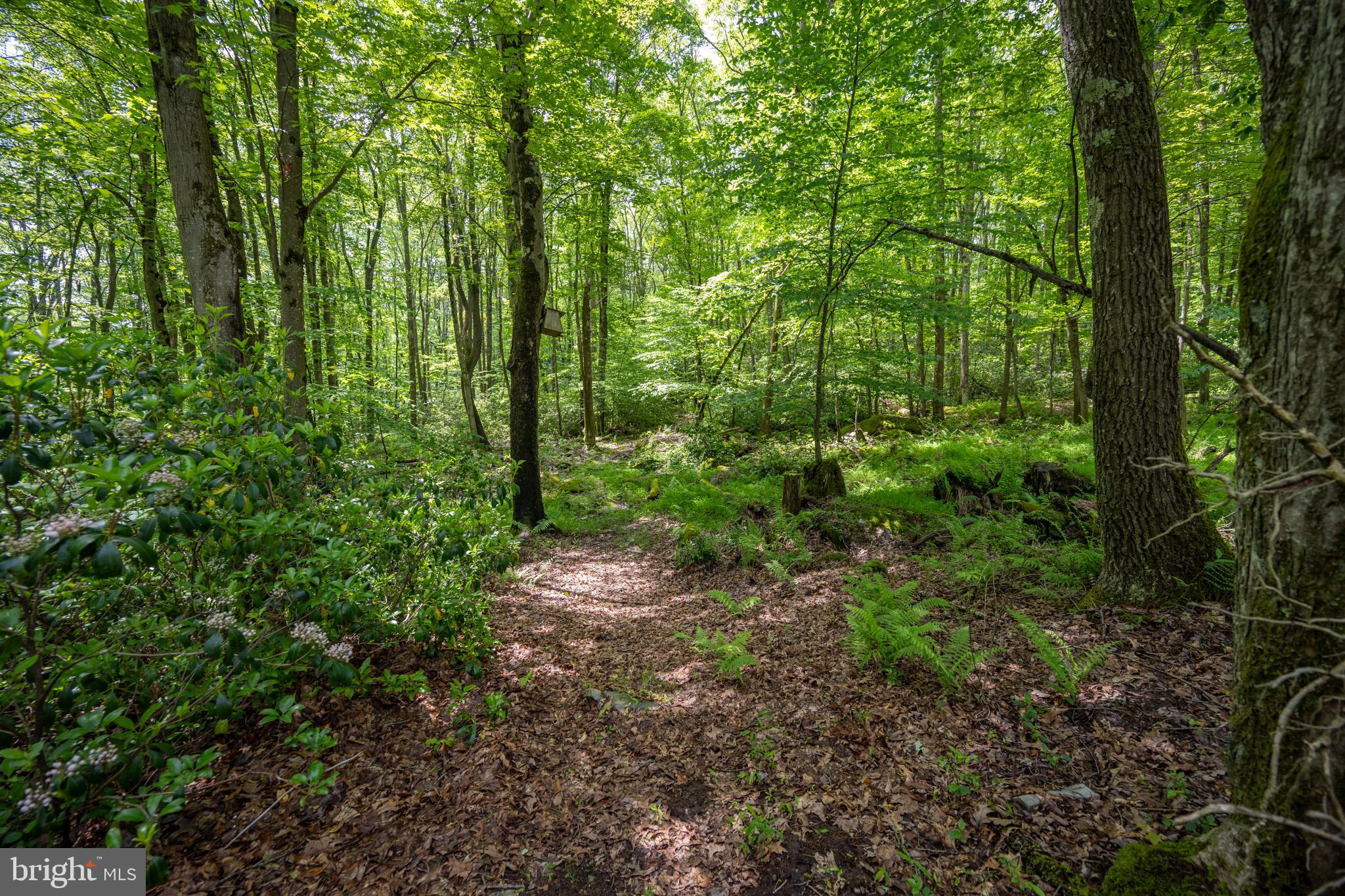 328 Stool Rock Road Oakland, MD 21550 - Photo 101 of 123 a view of a forest with lots of trees