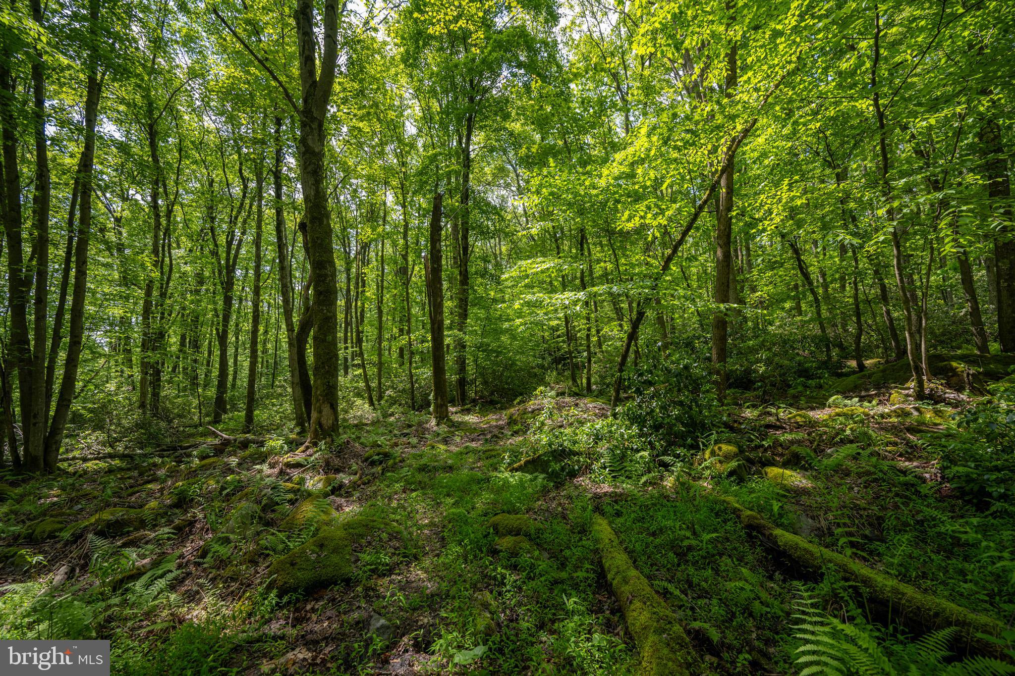 328 Stool Rock Road Oakland, MD 21550 - Photo 103 of 123