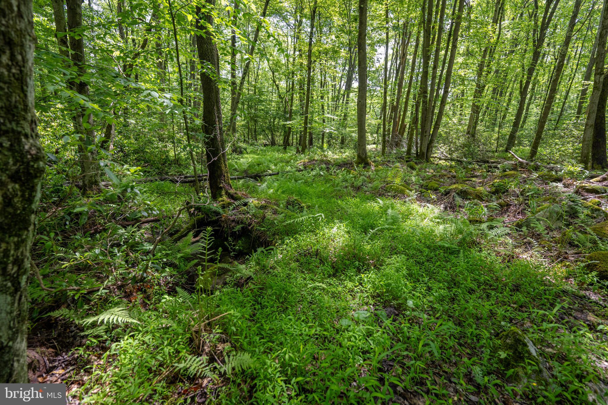 328 Stool Rock Road Oakland, MD 21550 - Photo 93 of 117 a view of outdoor space and green space