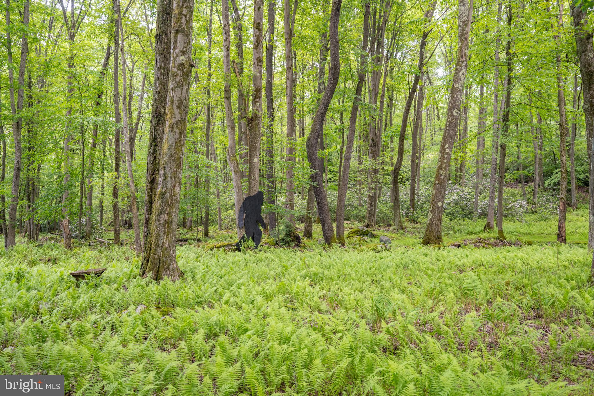 328 Stool Rock Road Oakland, MD 21550 - Photo 98 of 123 a view of backyard with green space and wooden fence