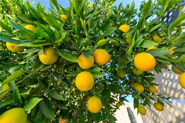 a view of a tree with table and chairs