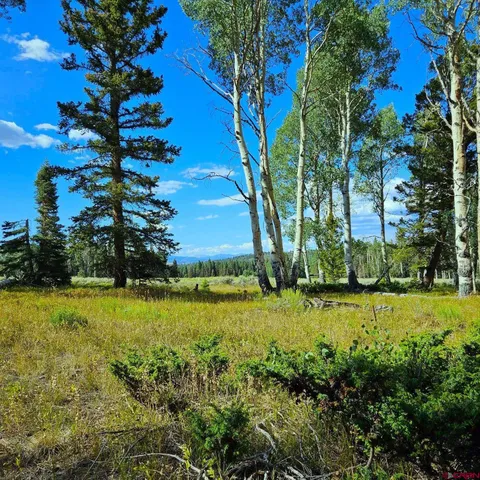 a view of a field with a tree