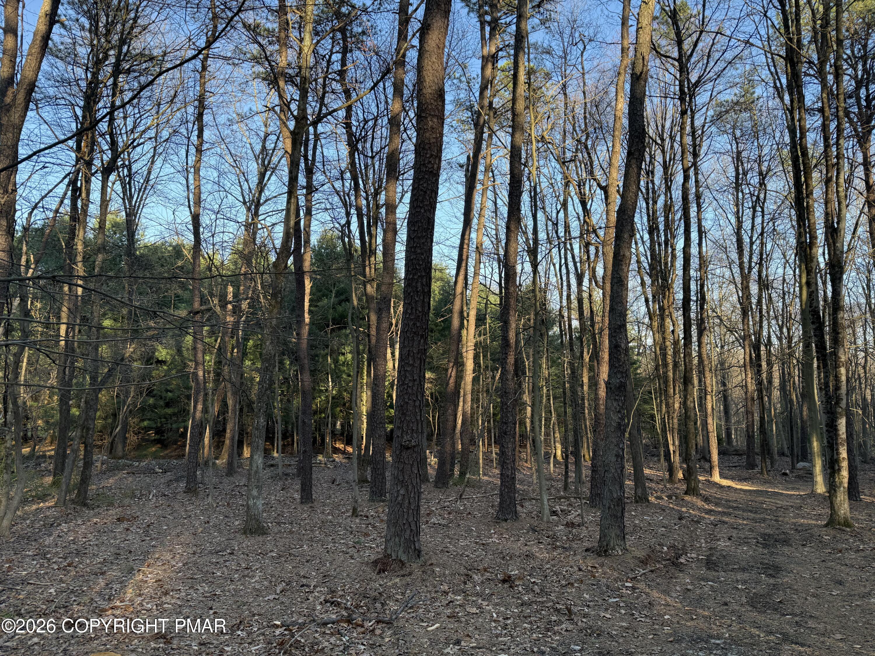 2 Twin Pine Road Stroudsburg, PA 18360 - Photo 10 of 10 a view of a forest with trees