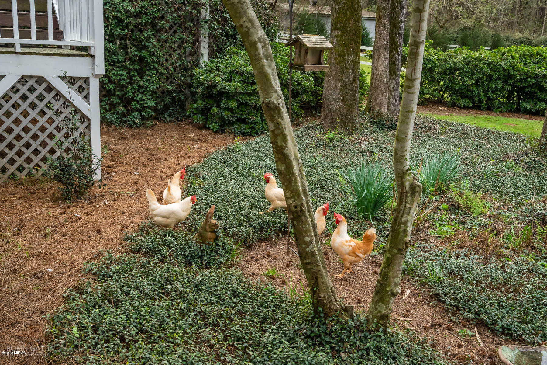 6150 Old Forsyth Road Macon, GA 31210 - Photo 14 of 50 a view of a back yard from a fountain