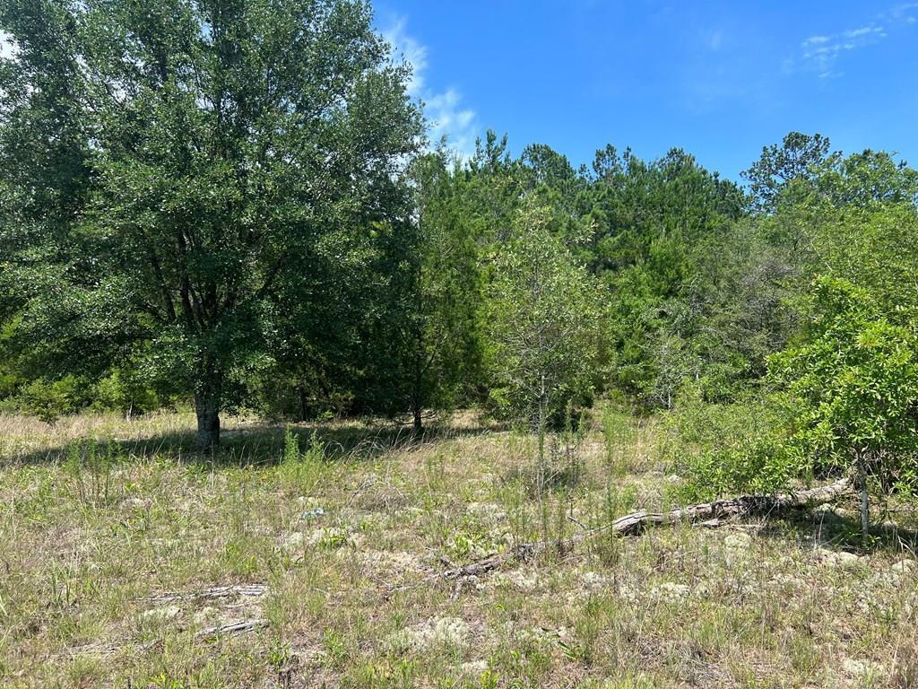 Lot 30 Fairview Road Marianna, FL 32448 - Photo 5 of 30 Gallery Image 5