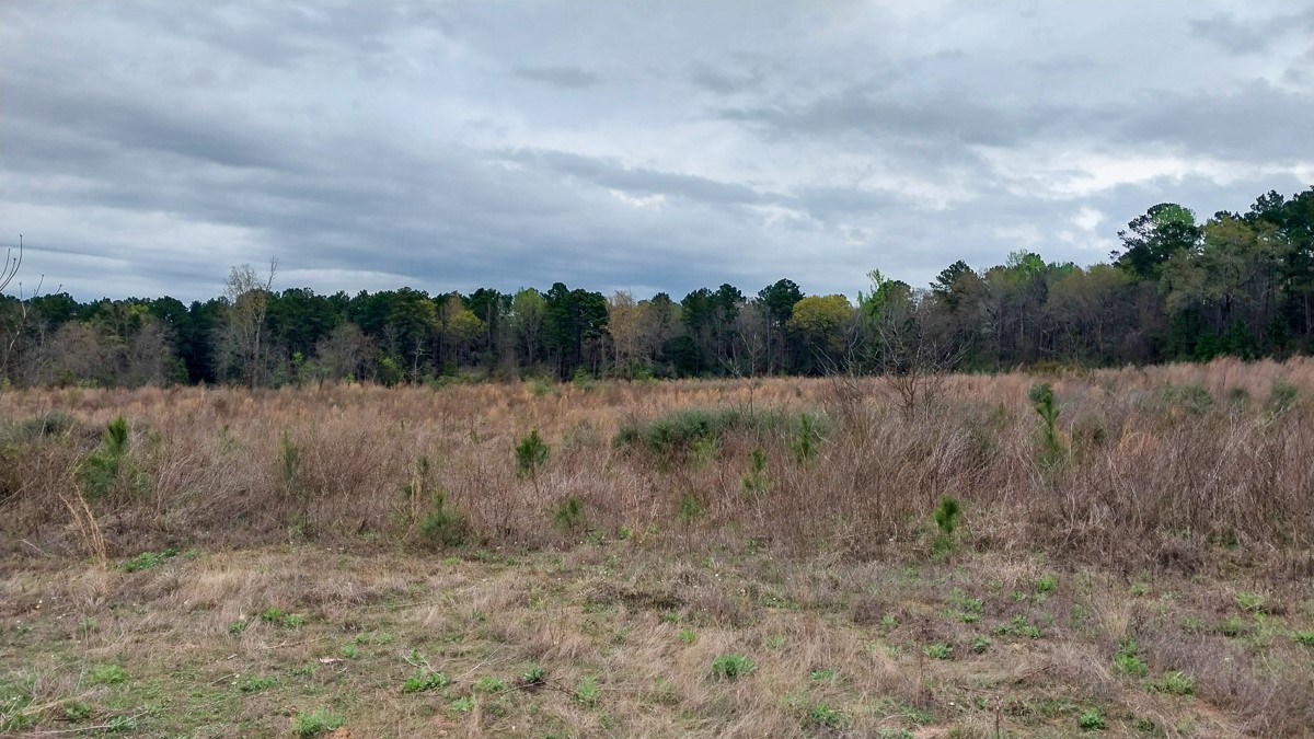 0 Fm 1857 Rusk, TX 75785 - Photo 15 of 24 a view of a lush green field