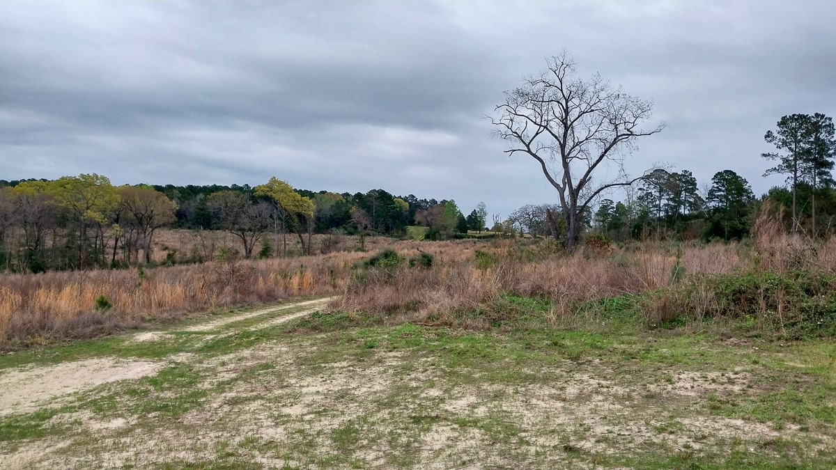 0 Fm 1857 Rusk, TX 75785 - Photo 2 of 24 a backyard of a house with lots of green space