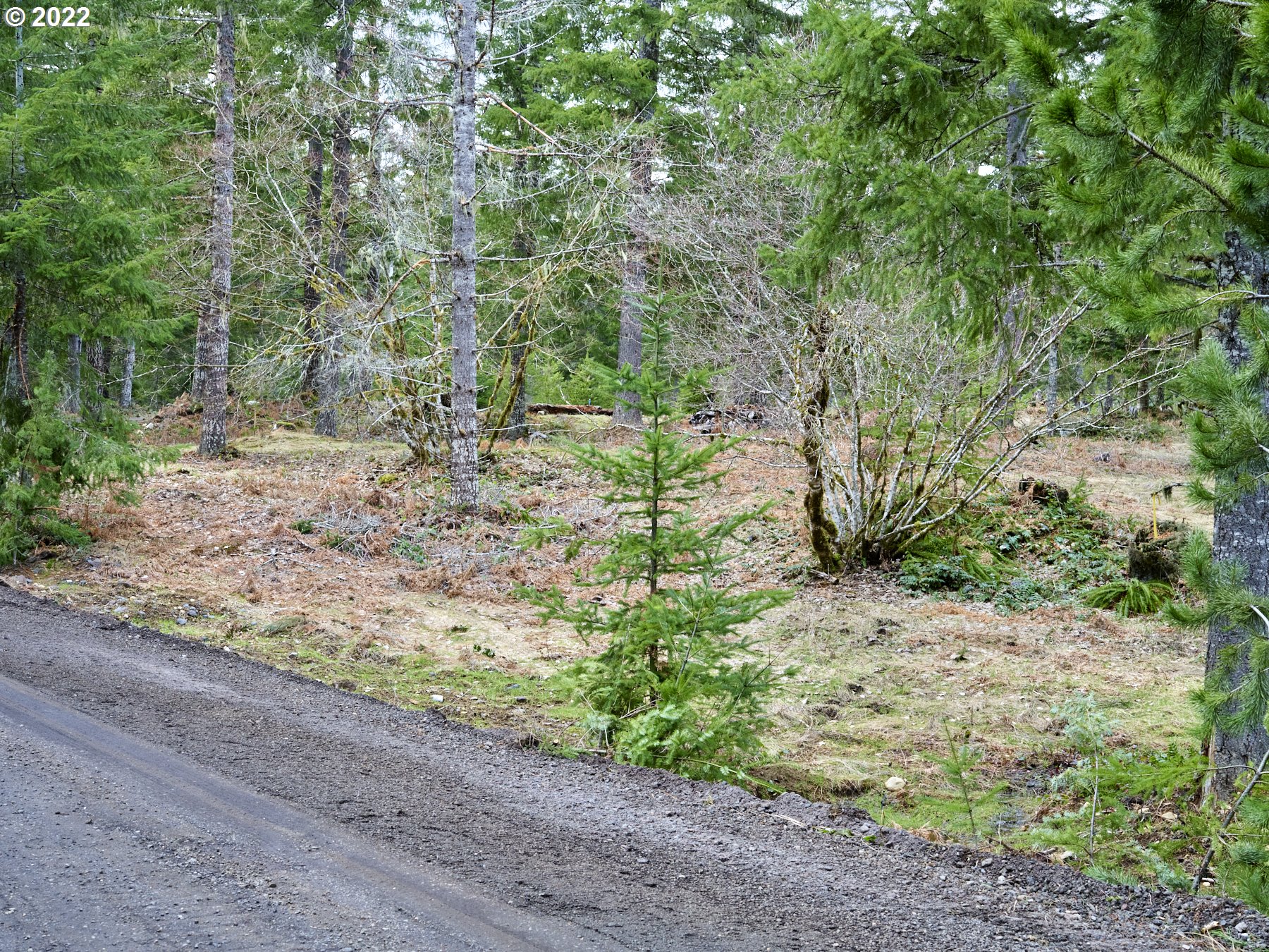 4 Loowit Lane Cougar, WA 98616 - Photo 4 of 12