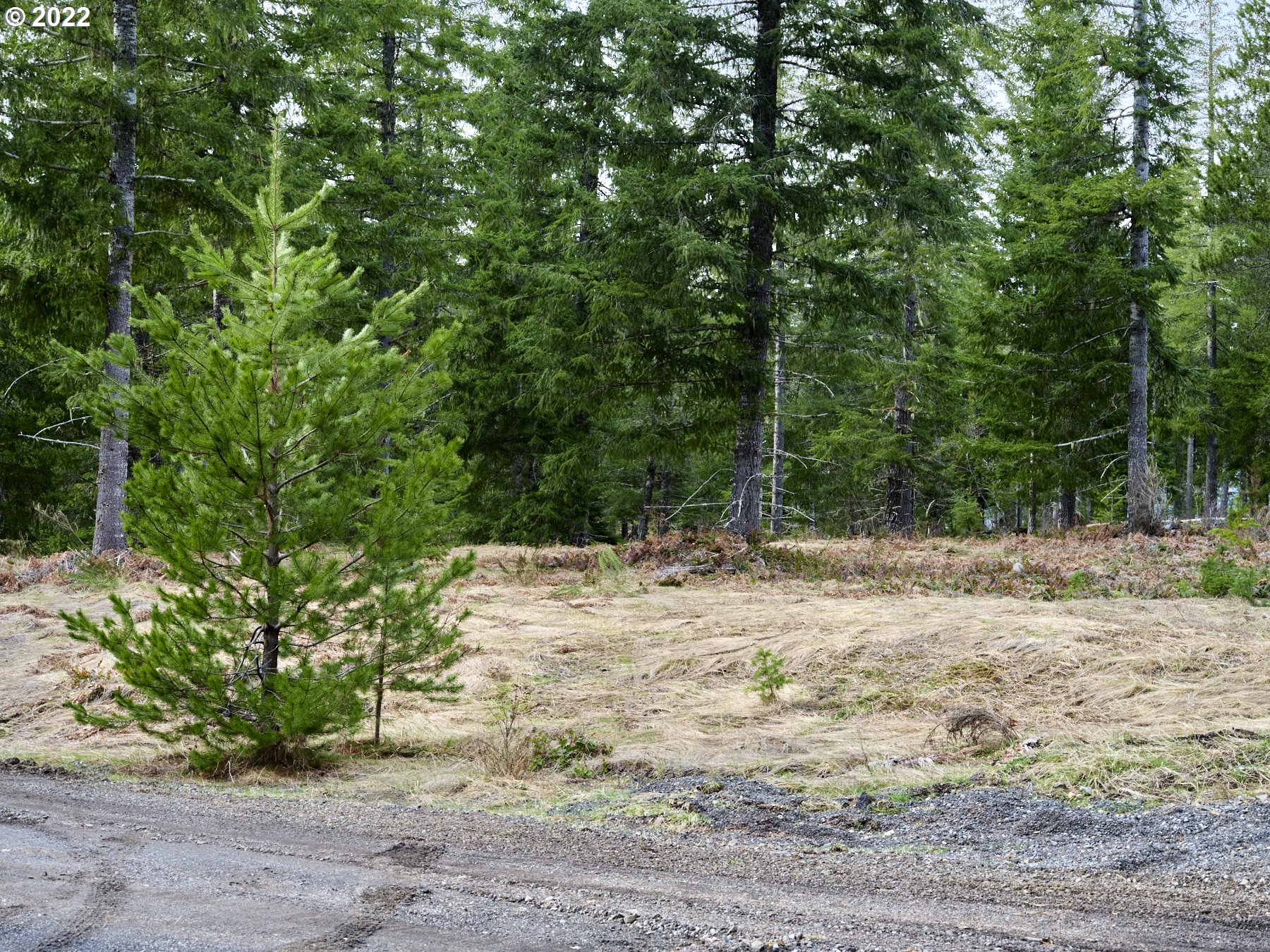 4 Loowit Lane Cougar, WA 98616 - Photo 5 of 12