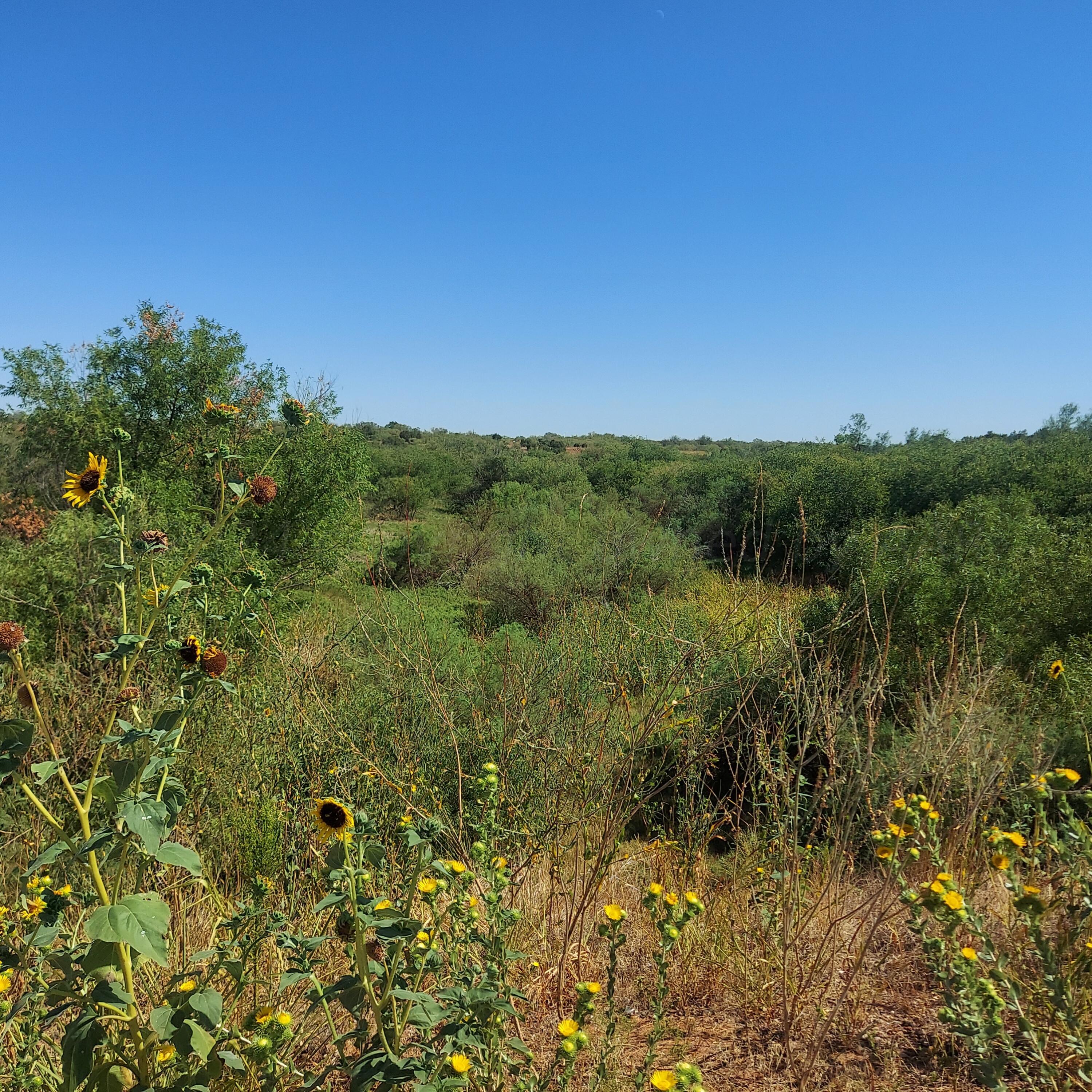 0 Us Highway Childress, TX 79201 - Photo 2 of 8 a view of a field with a tree