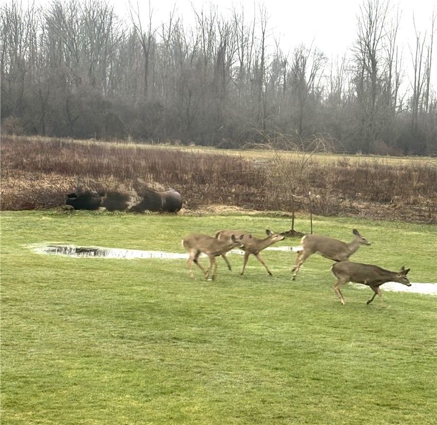 11046 West Scott Road Ridgeway, NY 14103 - Photo 34 of 35