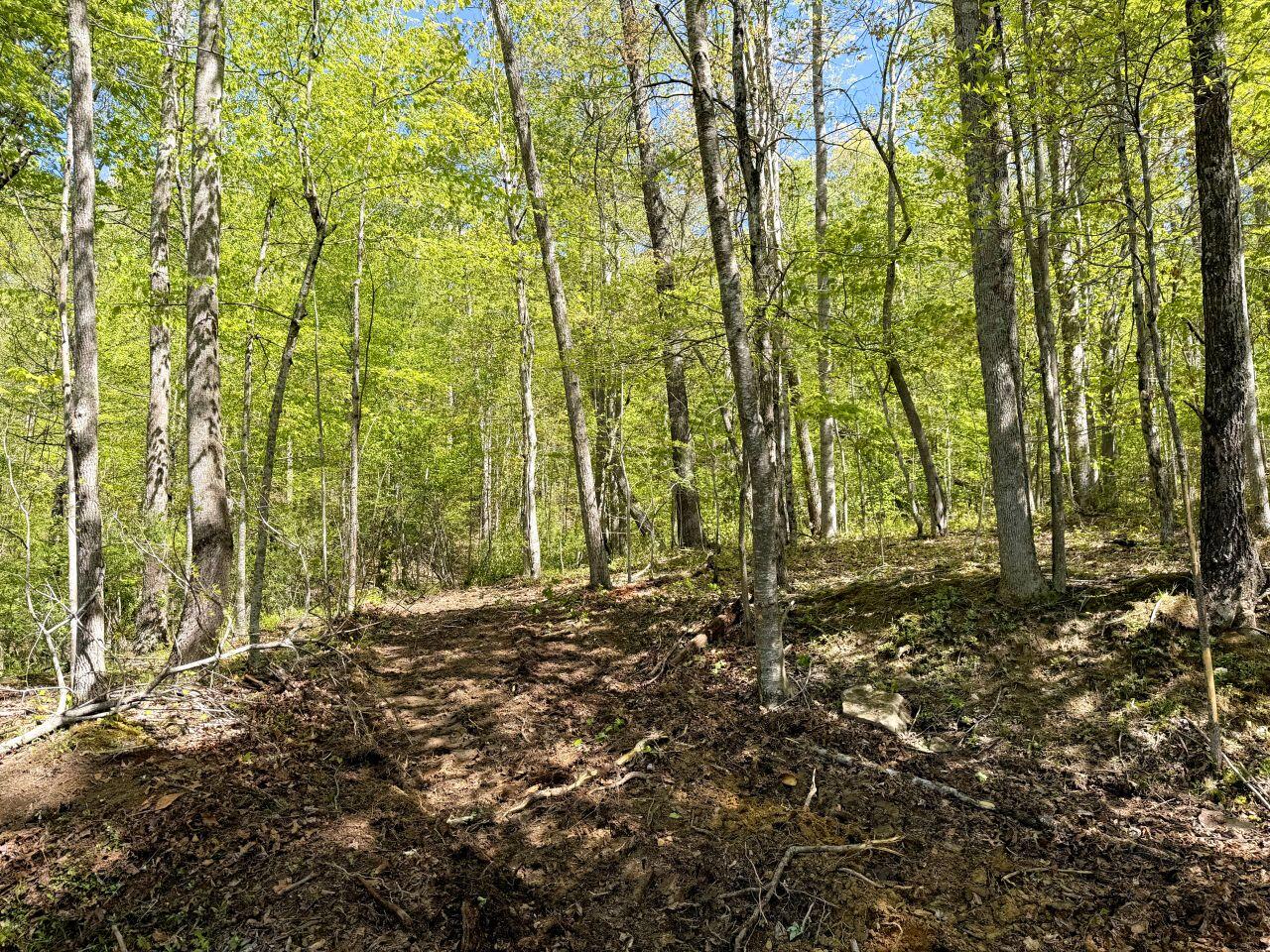 0 Hinton Road White Oak, WV 25989 - Photo 5 of 11 Tract-11-IMG_4453