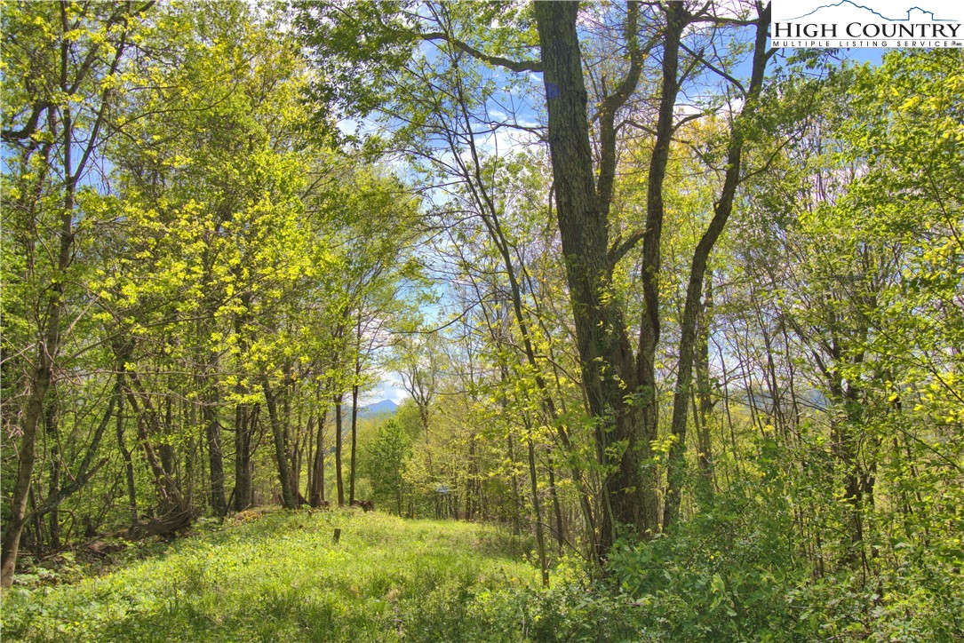 Off Parsons Hill Road Lansing, NC 28643 - Photo 3 of 18 a view of yard