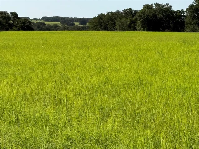 a view of an ocean from a yard