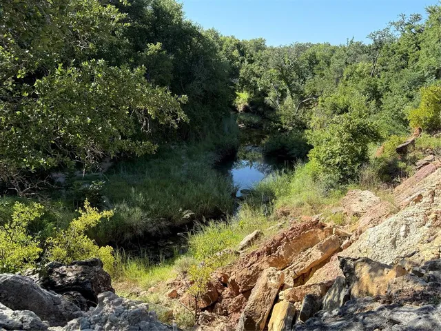 a view of a forest with a tree