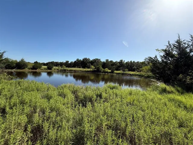 view of a lush green forest with lots of trees