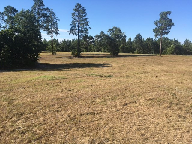 33.14-ac Pine Acres Road Windsor, SC 29856 - Photo 1 of 6