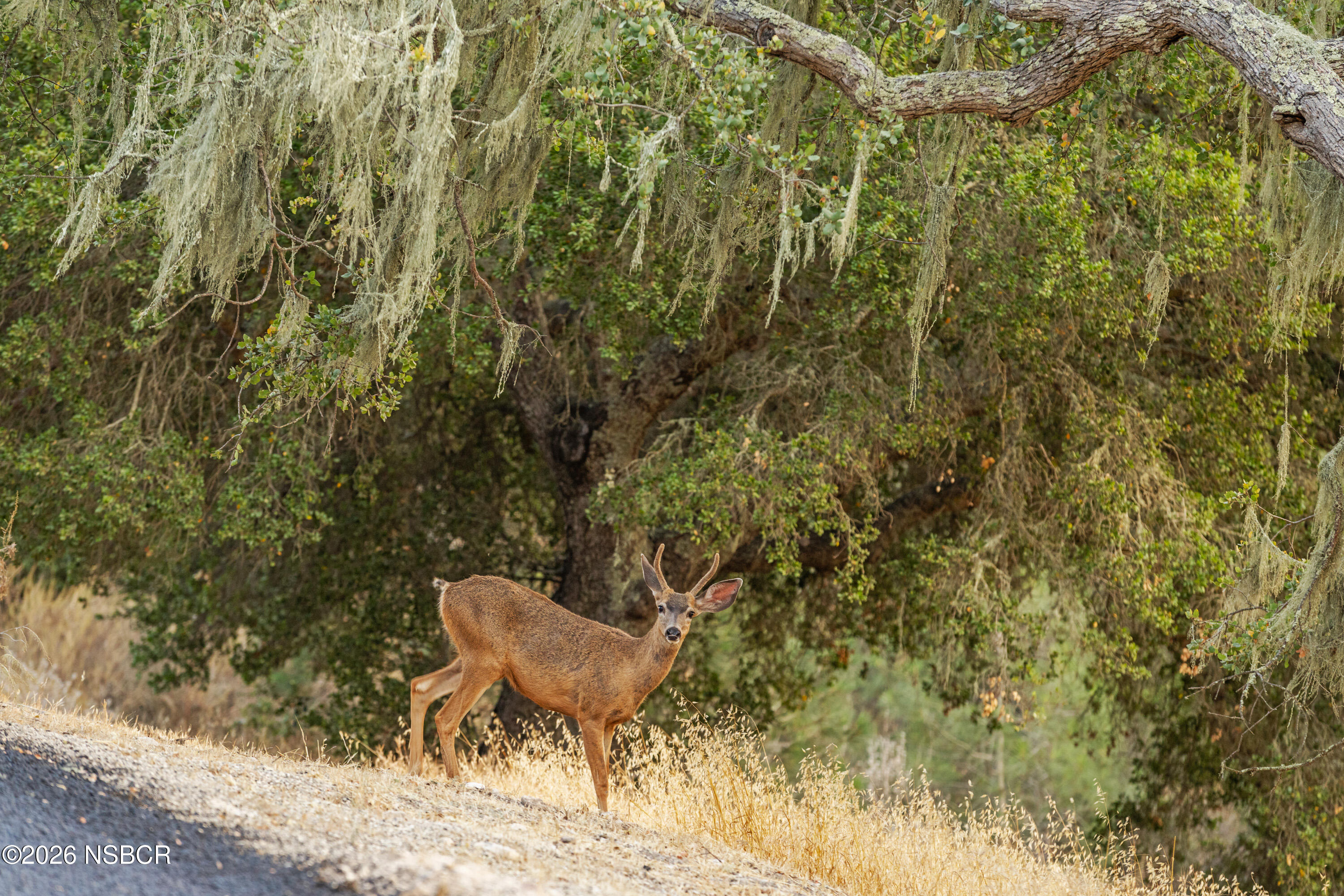4600 Tim's Road Santa Ynez, CA 93460 - Photo 41 of 46 4600 Tims Rd Web-81