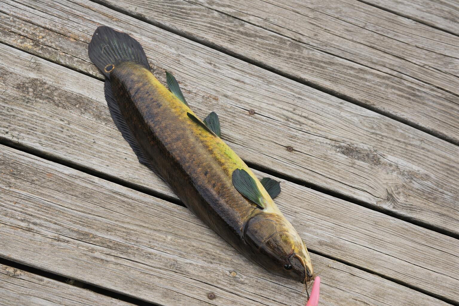 265 Indian Trail Munith, MI 49259 - Photo 19 of 20 Fish Pic