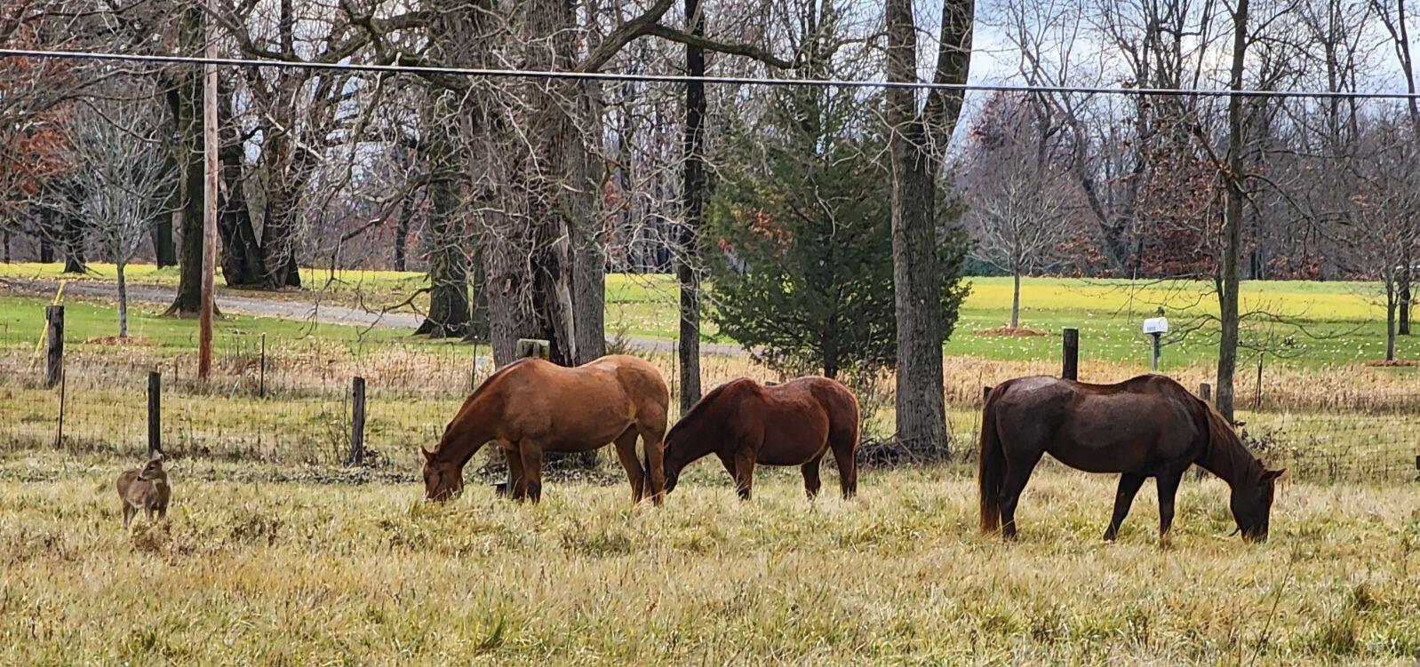 265 Indian Trail Munith, MI 49259 - Photo 20 of 20 Horses