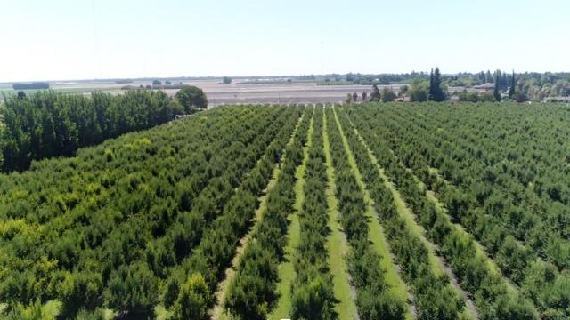 a view of a green field with lots of bushes
