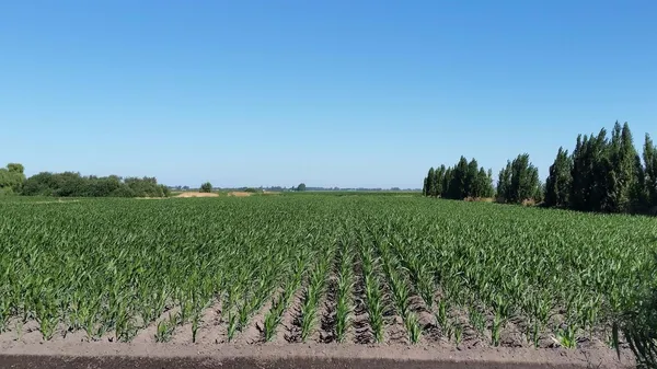 a view of a lush green space