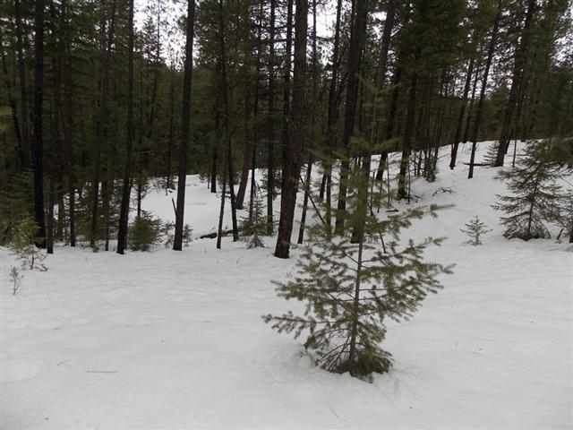 50-xx Rail Canyon Road Springdale, WA 99173 - Photo 3 of 7 Gallery Image 3