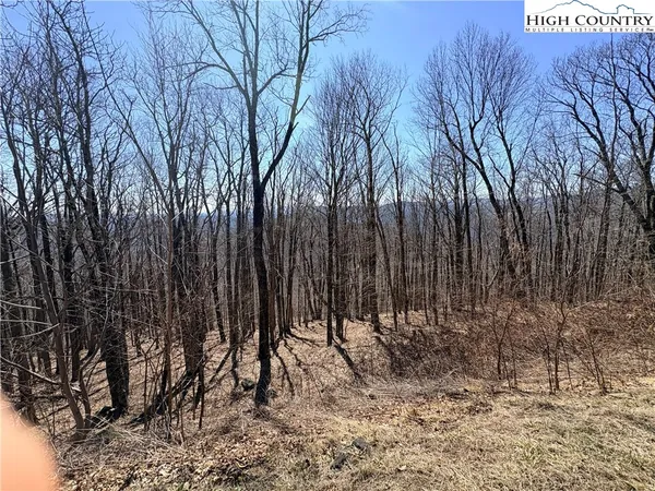 a view of backyard space with trees