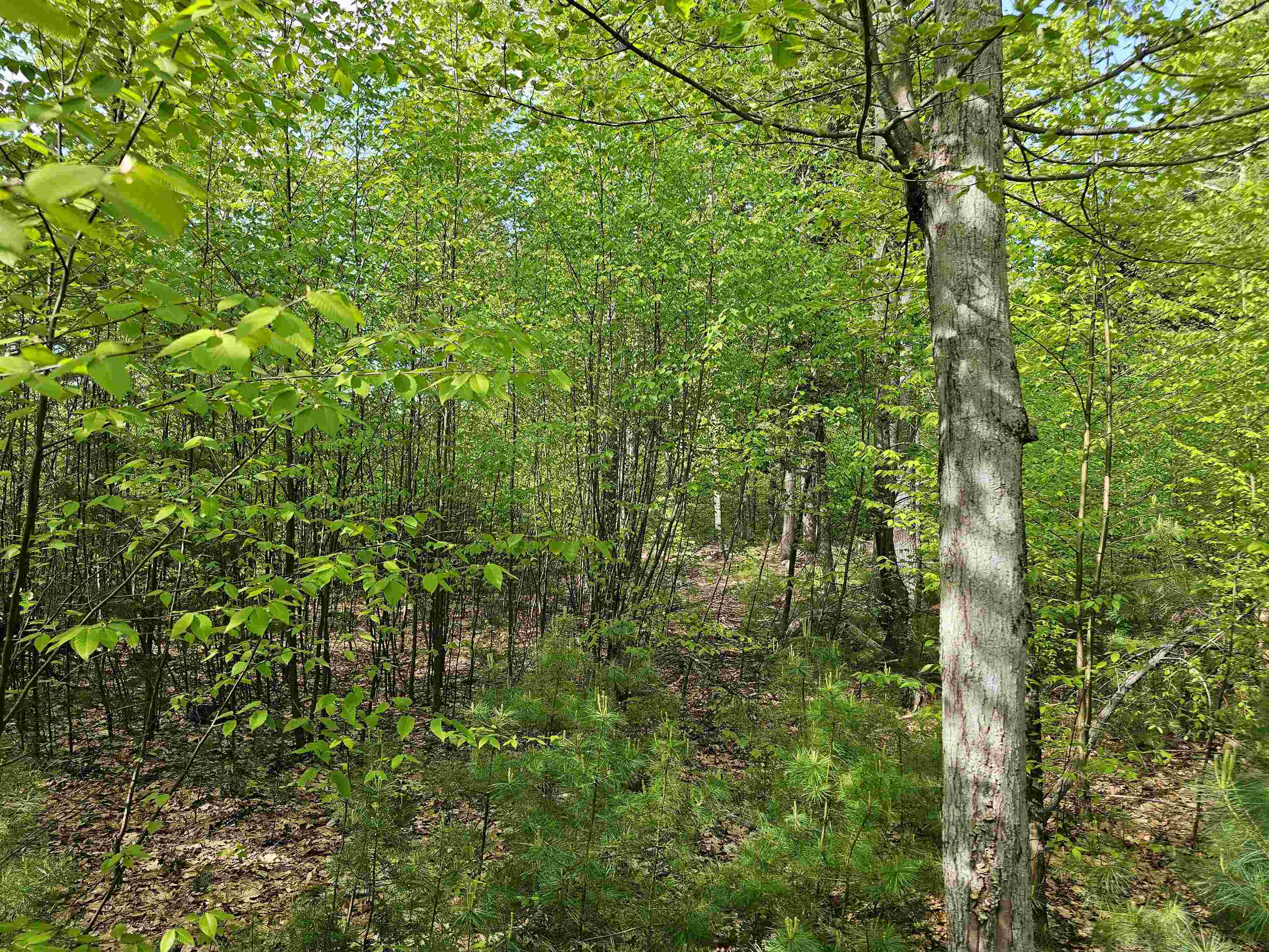 Lot 26 Province Road Belmont, NH 03220 - Photo 23 of 38 Gallery Image 23