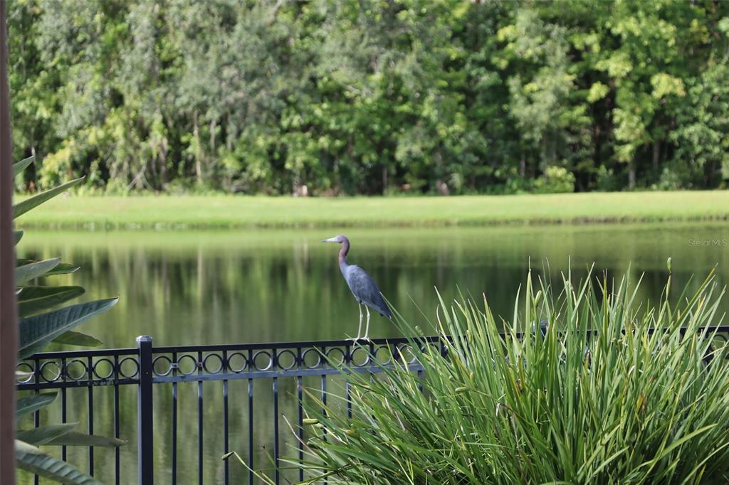 102 Acadia Terrace Celebration, FL 34747 - Photo 34 of 43