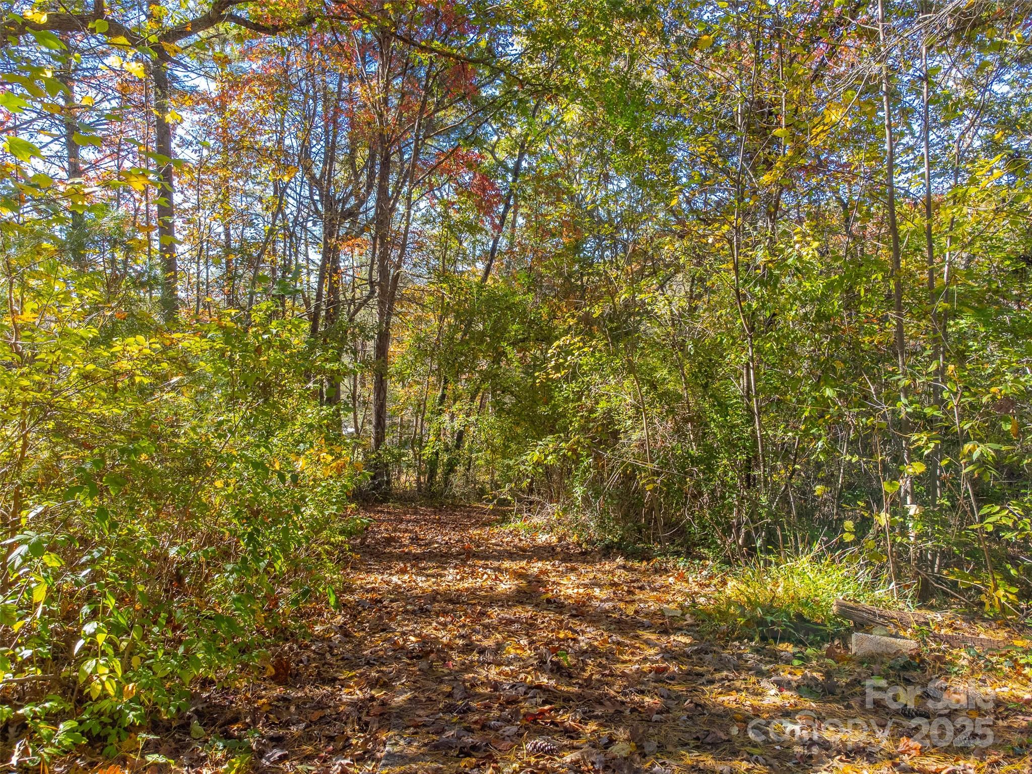 120 Trimont Trail Franklin, NC 28734 - Photo 5 of 33 a view of a yard with a tree
