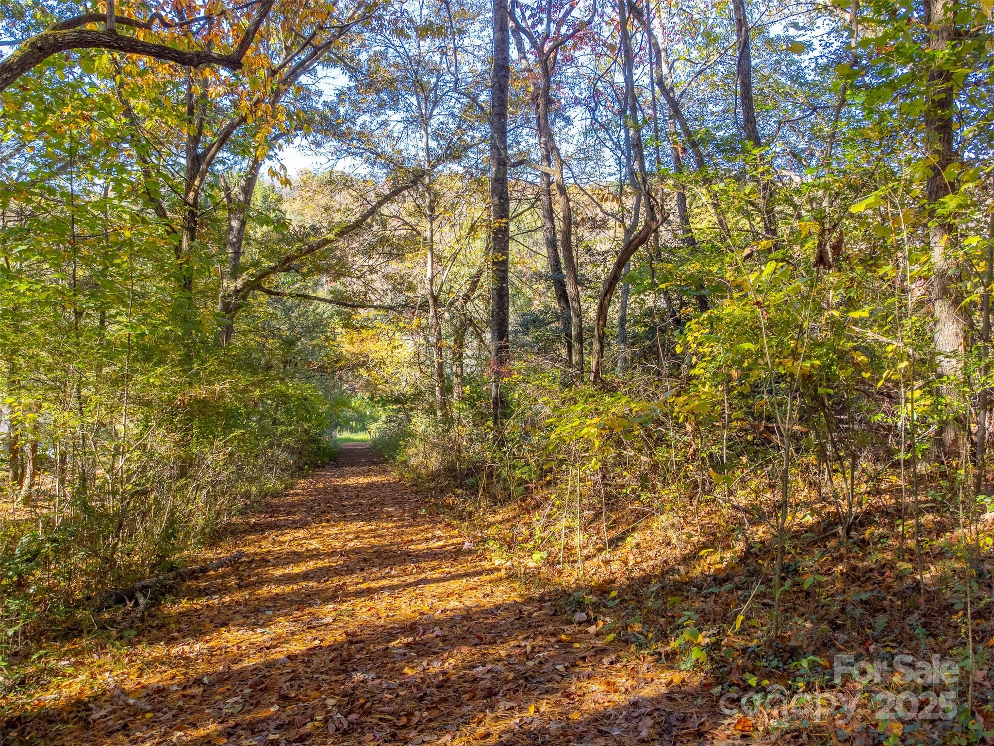 120 Trimont Trail Franklin, NC 28734 - Photo 6 of 33 a view of a yard with plants and trees