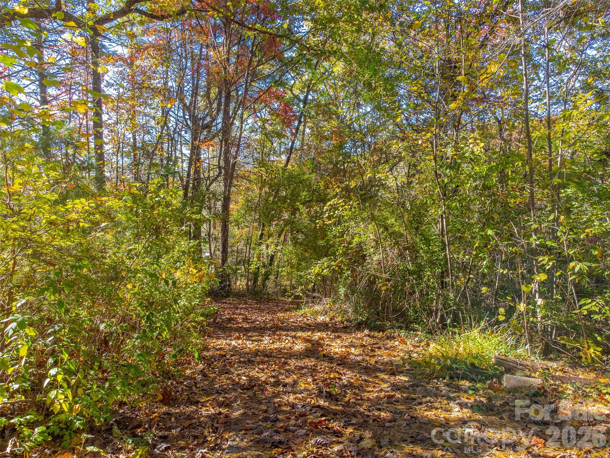 120 Trimont Trail Franklin, NC 28734 - Photo 8 of 33 a view of a yard with a tree