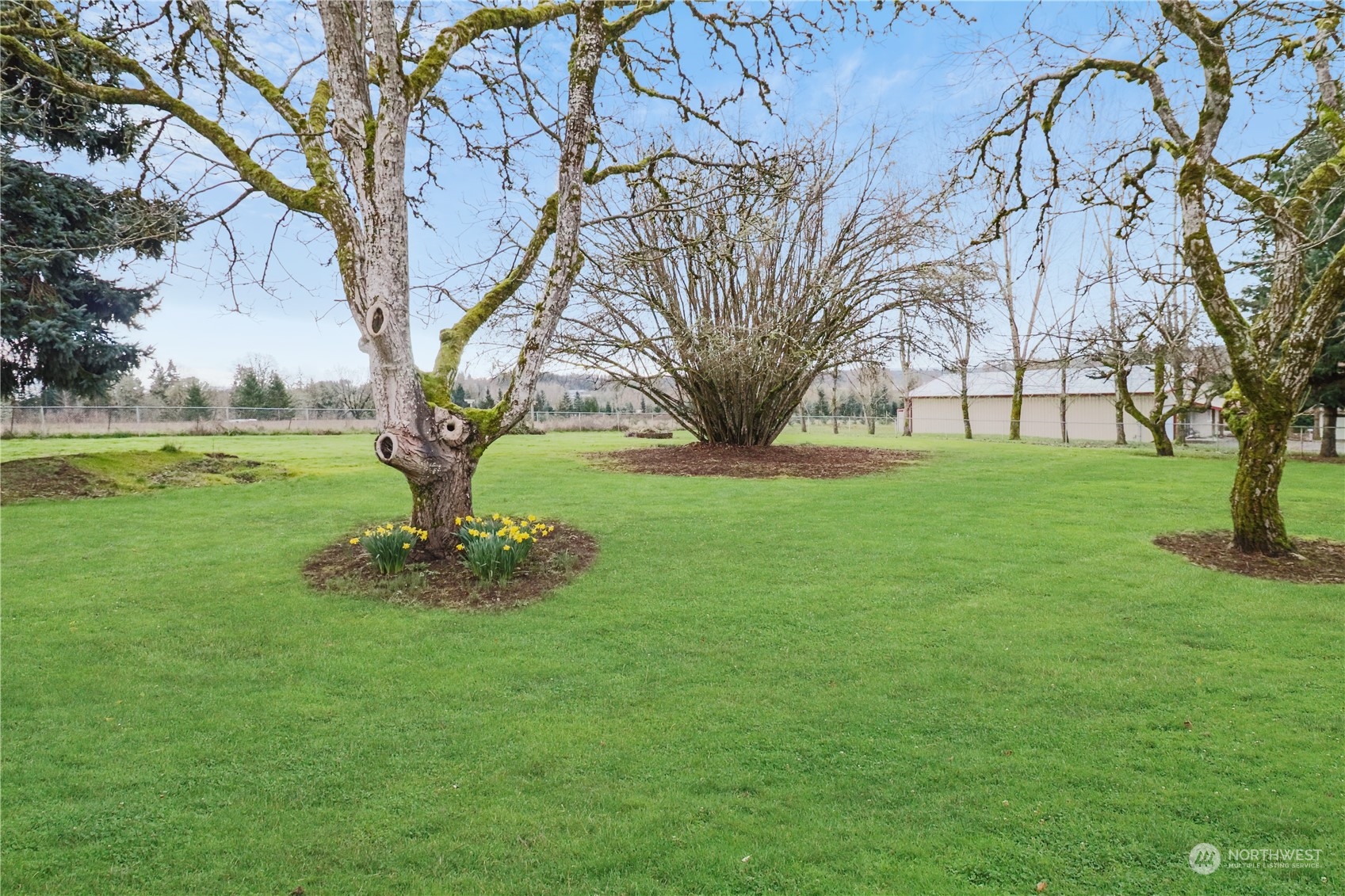 203 Stearns Road Chehalis, WA 98532 - Photo 30 of 34 a view of yard with tree