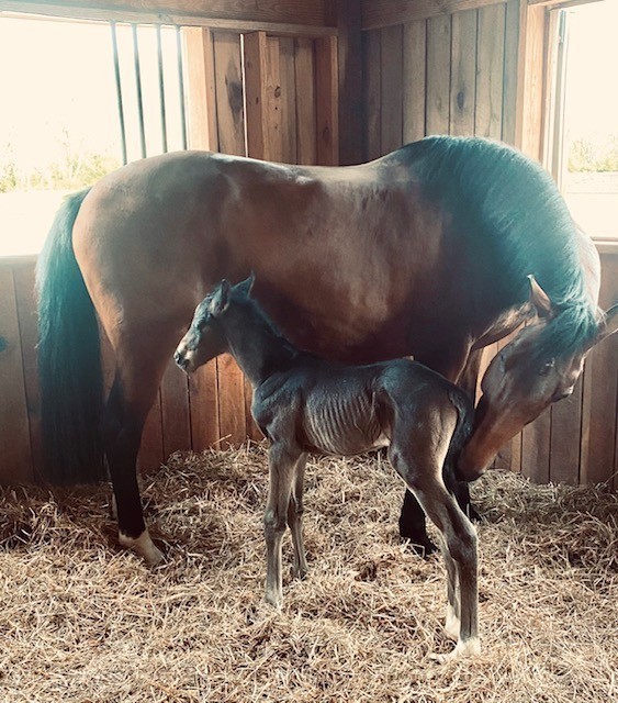 2864 Sawyer Bend Road Nashville, TN 37221 - Photo 83 of 94