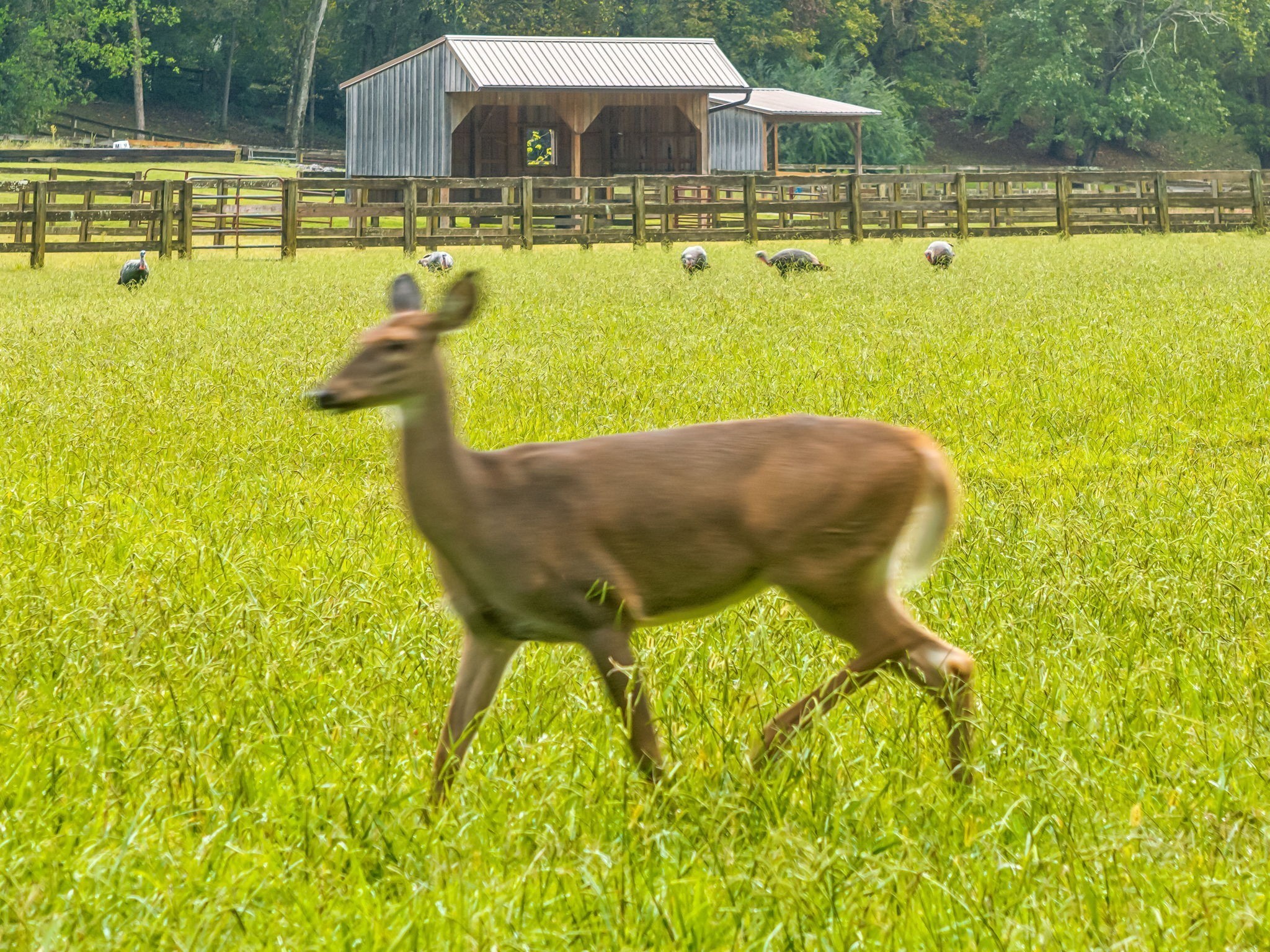2864 Sawyer Bend Road Nashville, TN 37221 - Photo 91 of 94 a view of a swimming pool with an outdoor space