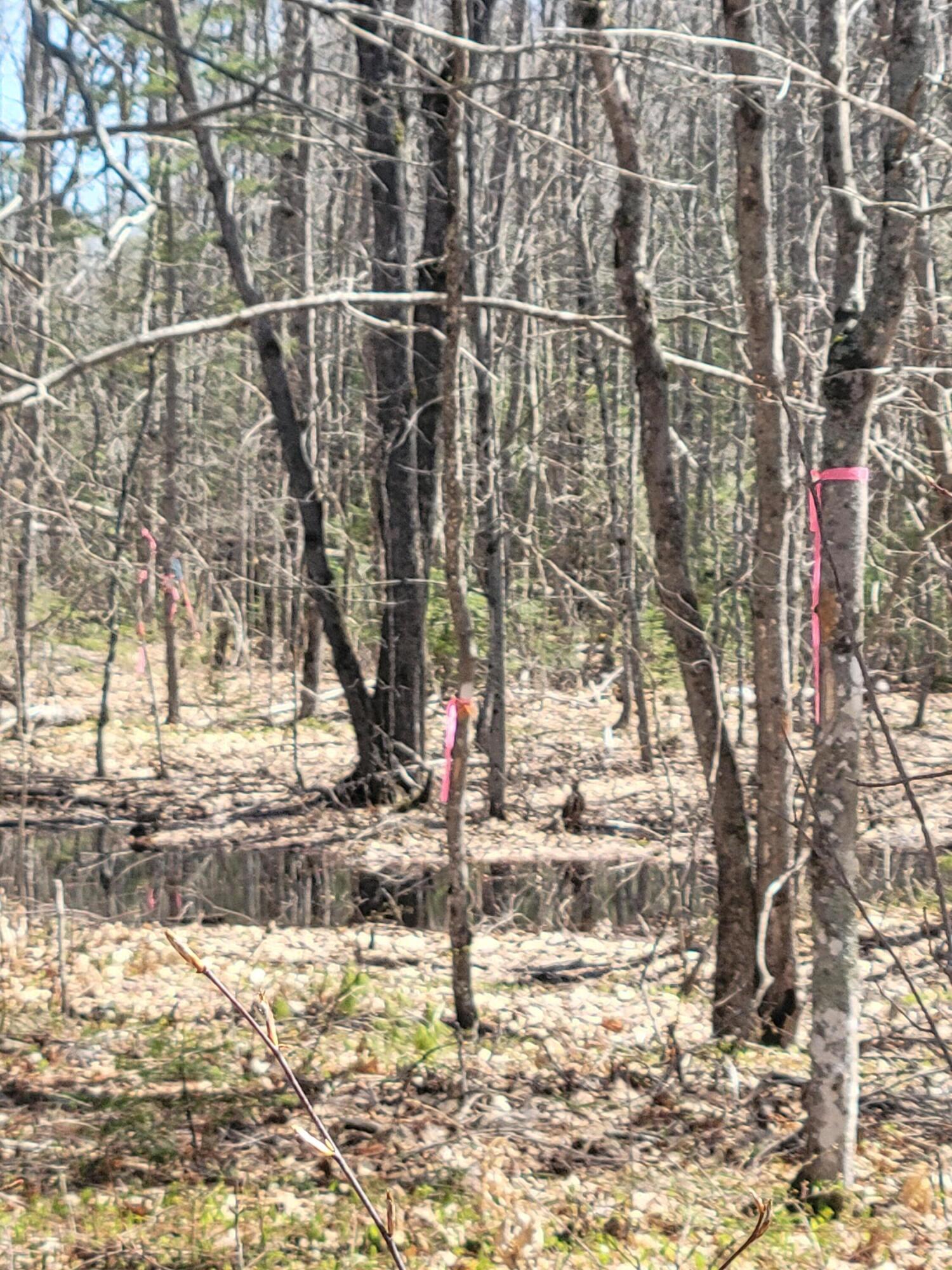 0 Middle River Road Greenbush, ME 04418 - Photo 42 of 42 20220505_111932