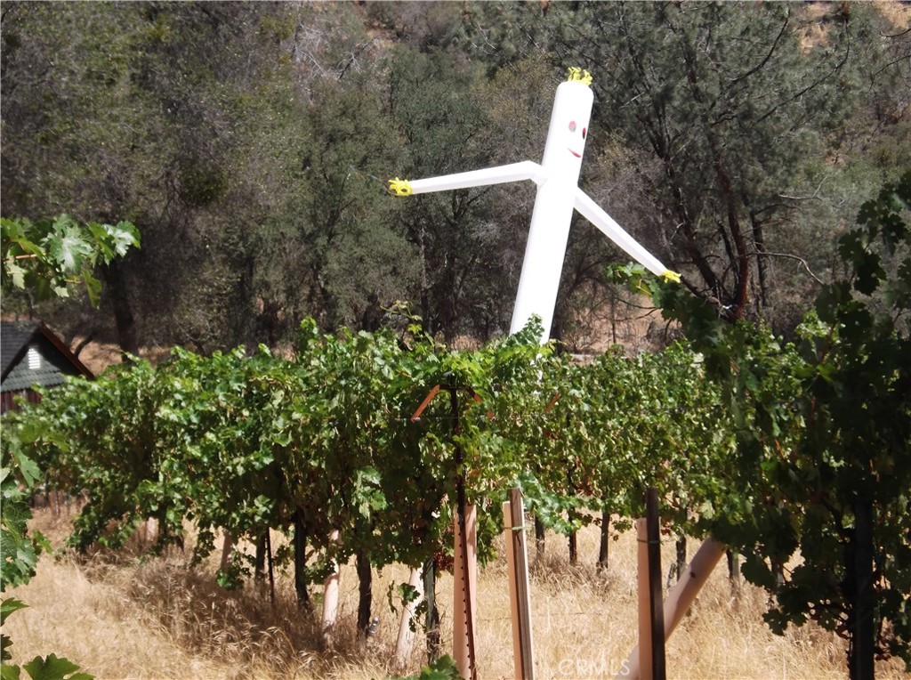 49610 House Ranch Road O'Neals, CA 93645 - Photo 34 of 44 Casper and the vines