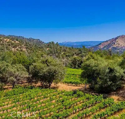 49610 House Ranch Road O'Neals, CA 93645 - Photo 36 of 44 vineyard