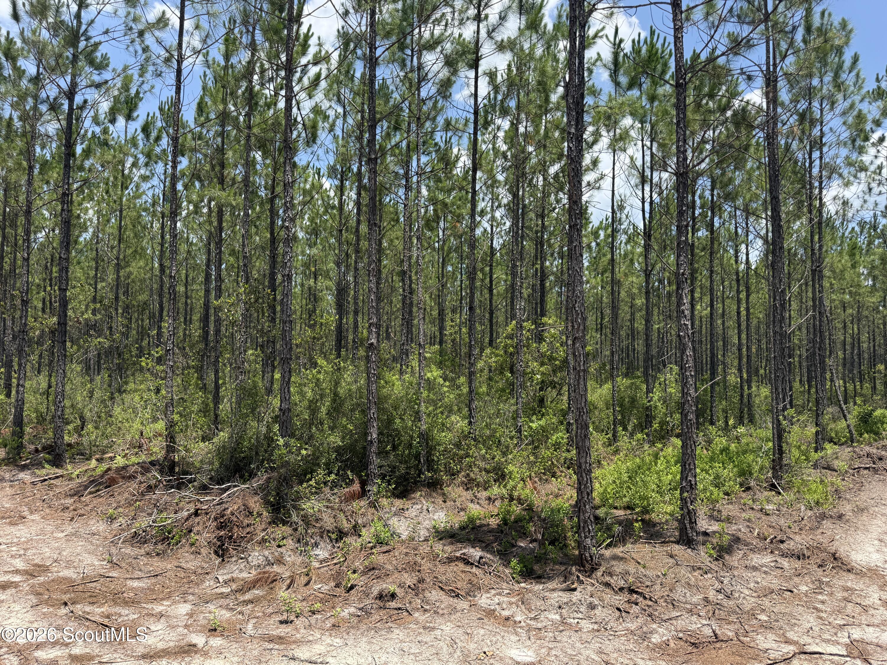 Lot 6 Corbitt Road, Unit LOT 6 Manor, GA 31550 - Photo 11 of 15 IMG_8024