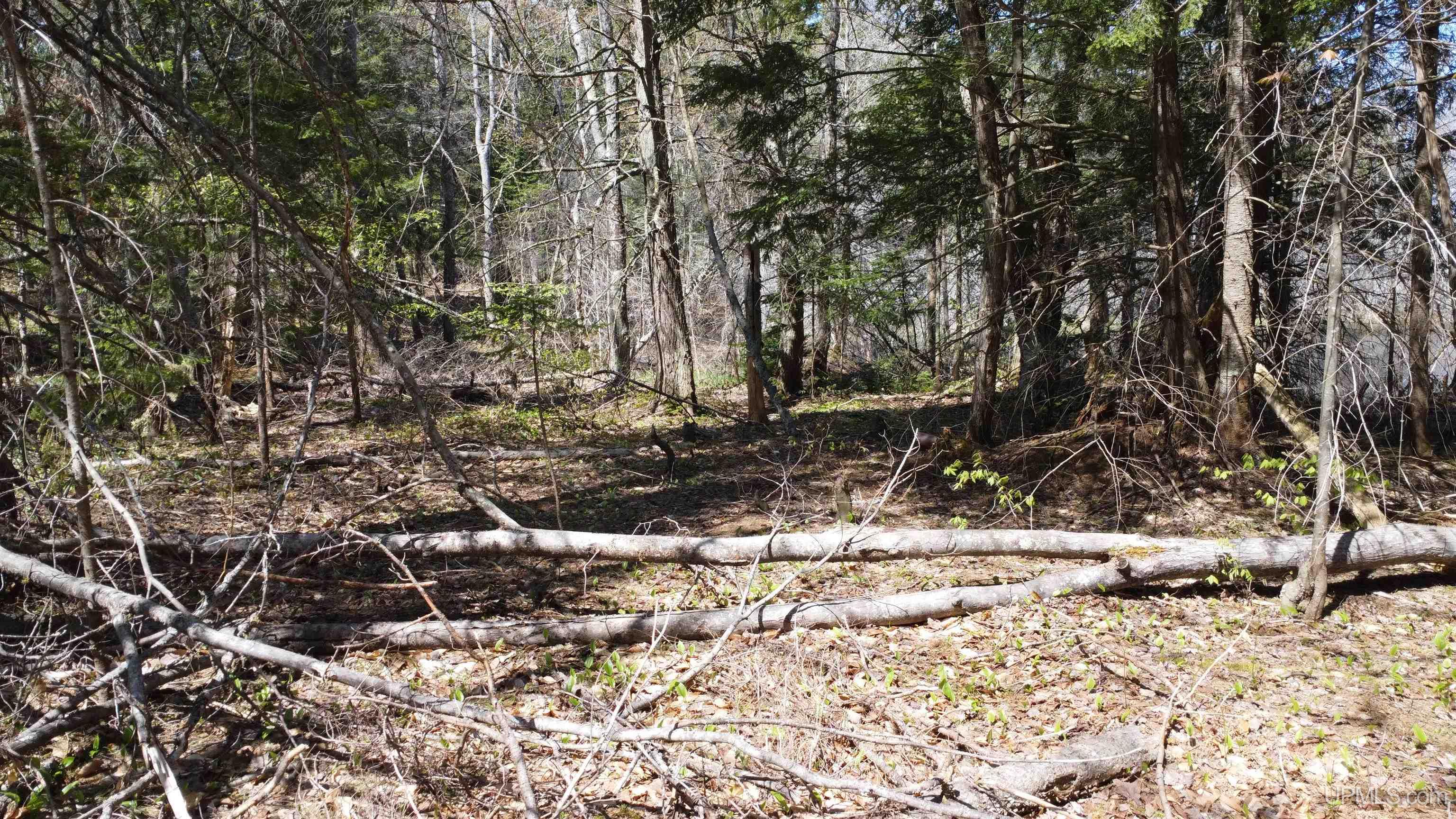 Off Adams Trail Shingleton, MI 49884 - Photo 40 of 46