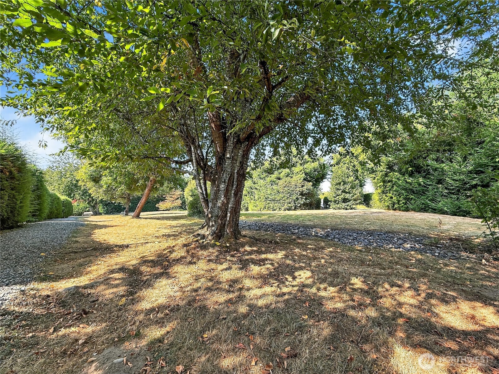 23825 15th Avenue Southeast, Unit 183 Bothell, WA 98021 - Photo 28 of 29 a view of a tree with a tree